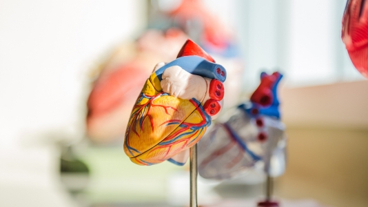 Model of an anatomical heart on a display